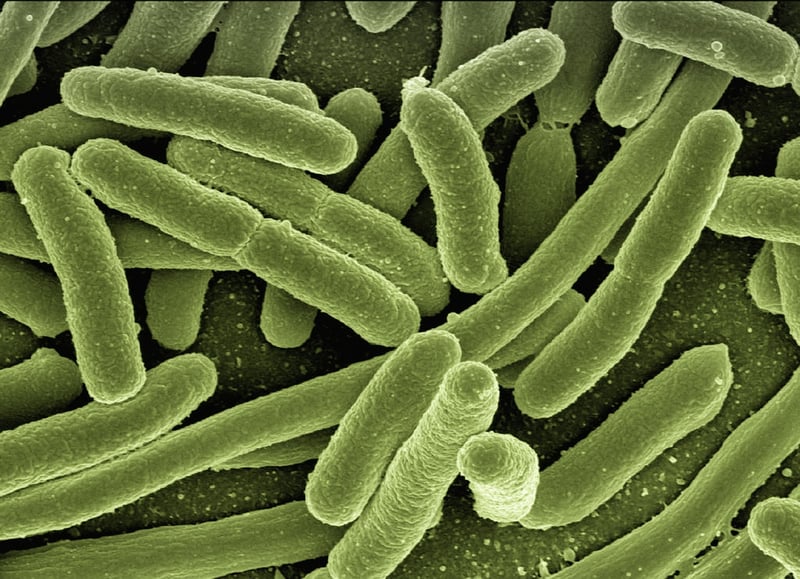 Extremophiles