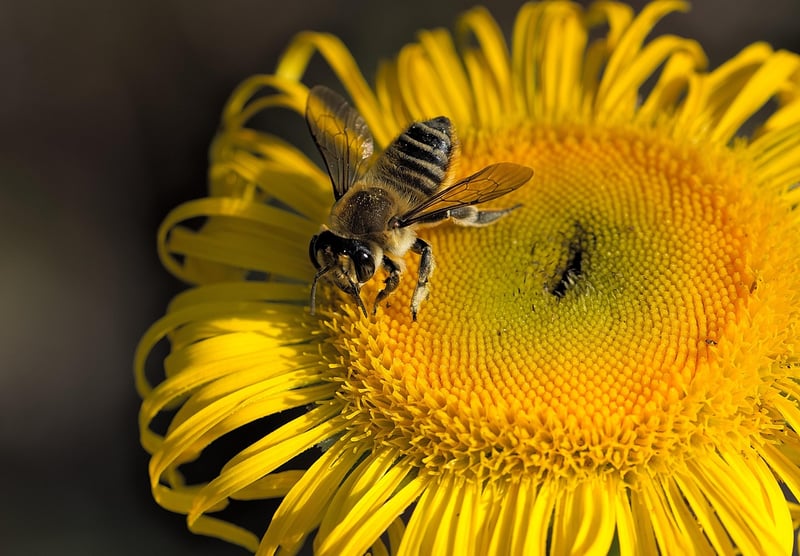 Insect World